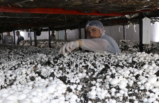 Meslek lisesi öğrencileri mantar üretip satarak gelir elde ediyor