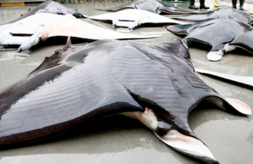 Muğla’da yakalanan dev vatoz görenleri şaşırttı