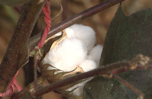 Şanlıurfa’da yüksek sıcaklık şartlarına dayanabilen yerli pamuk tohumu geliştiriliyor