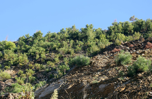 Muğla'da 2 yıl önce yanan ormanlar yeniden yeşeriyor!