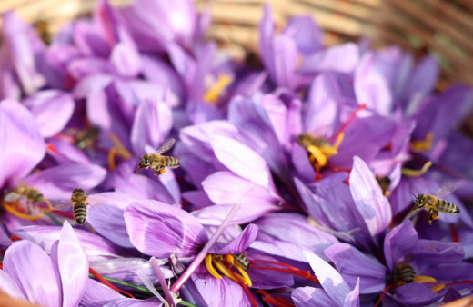 Denemek için başlamıştı, kilosu 200 bin TL'ye satılıyor!
