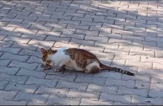 Elazığ'da yolun ortasında gördüğü yılanı gözüne kestiren kedi savaşın galibi oldu