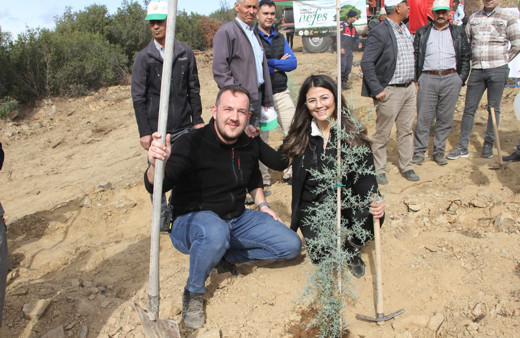 Manisa'da 3 ay önce yanan ormanlık alan yeniden ağaçlandırıldı