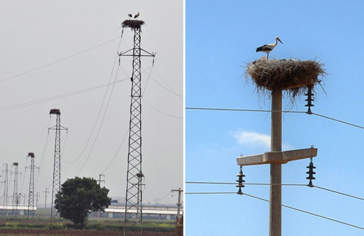 Elektrik direklerinde leylekler için yuva yapacaklar
