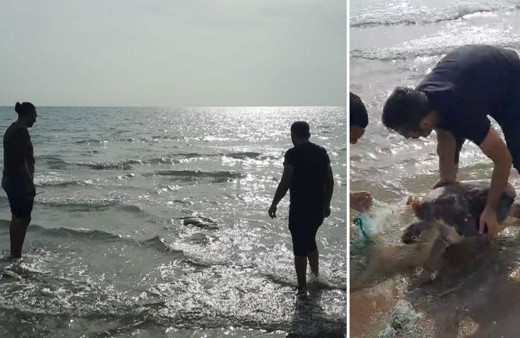 Adana'da ağa dolanan deniz kaplumbağası kurtarıldı