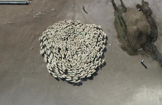 Amasya'da koyun sürüsü durmadan döndü! Görüntüler Çin'deki gizemli olayı akıllara getirdi