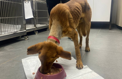 Zonguldak'ta alt çenesi alınan köpek ameliyatla hayata tutundu