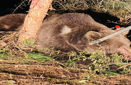 Bolu'da dikenli tellere takılan ayı kurtarıldı