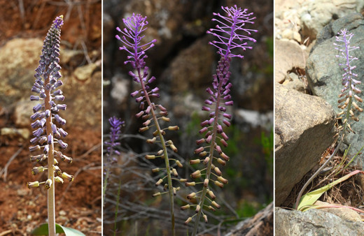 Muğla'daki yeni endemik bitki türüne "Balan Sümbülü" ismi verildi