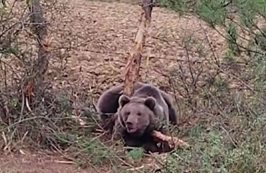 Bolu'da tellere takılan ayı kurtarma ekibine saldırdı!