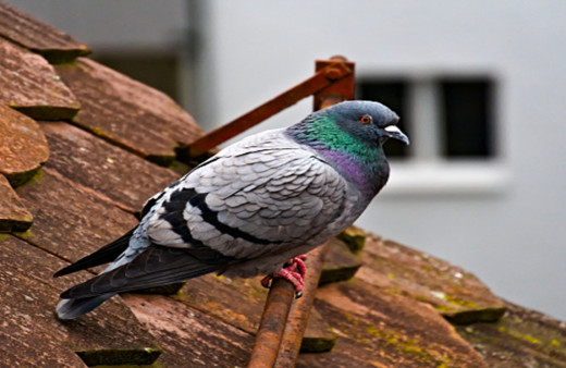 Havalandırmada mahsur kalan güvercin itfaiye ekipleri tarafından kurtarıldı