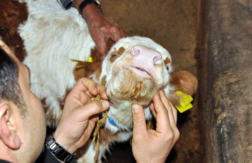 Yozgat'ta doğumda çenesi kırılan buzağı tedavi edildi!