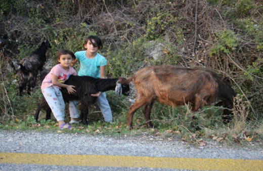 Hem kardeşine, hem de keçilere bakıyor