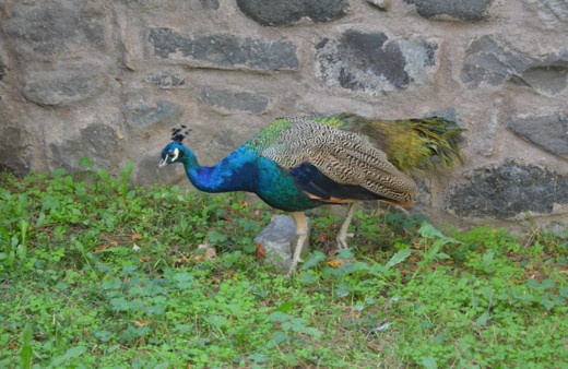 CİMER'e şikayet edilen tavus kuşunun süresi doluyor