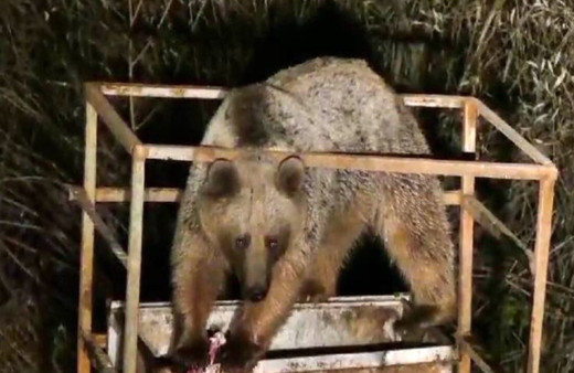 Tunceli'de anne ve yavru ayılar yiyecek bulmak için şehre indi