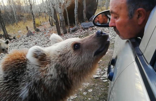 Koca boz ayıyı ağzıyla besledi o anlar böyle görüntülendi