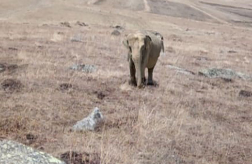 Ardahan'da 'fil' alarmı! Çobanın sosyal medyadan paylaştığı fil fotoğrafı ortalığı karıştırdı