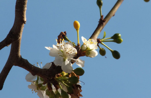 Tokat'ta sıcak hava erik ağacını aldattı, sonbaharda çiçek açtı