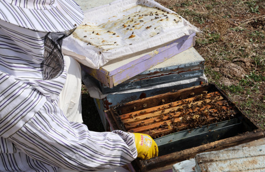 Diyarbakır’da arıların uykusu başladı, straforla kışa hazırlanıyorlar