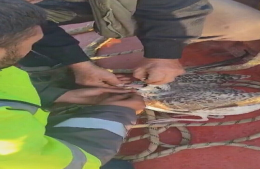 Hatay’da ölüme terkedilen martıyı balıkçı kurtardı