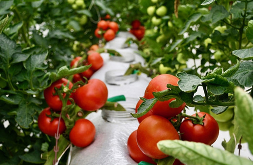 Organik ve iyi tarım uygulamalarına sağlanan destek 2,1 milyar lirayı buldu