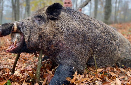 Çilek tarlalarına dadanan 450 kiloluk domuz avlandı!