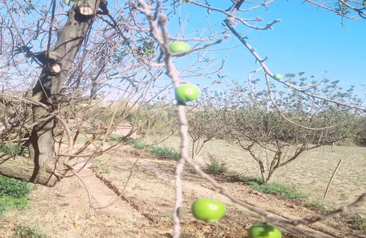 Denizli Buldan'da papaz erik ağaçları ikinci ürünlerini verdi