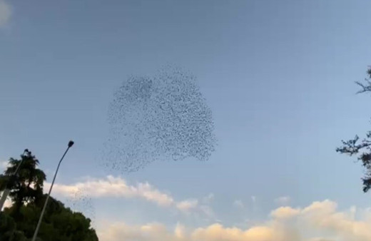 İzmir’de sığırcık kuşlarının dansı hayran bıraktı