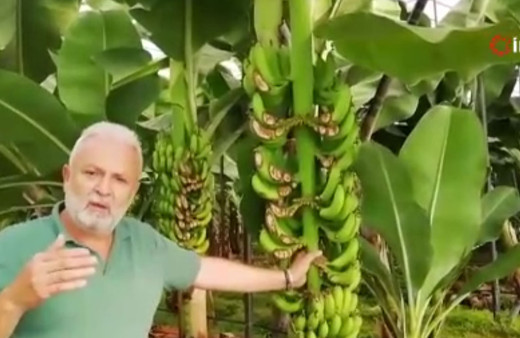 Hırsızlar 300 muz ağacını talan etti, 200 bin lira zarar var!