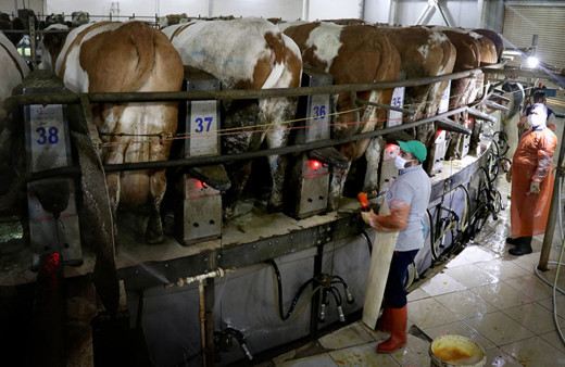 TİGEM, ihaleyle 65 bin 835 ton inek sütü satacak!