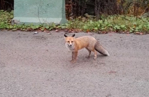 Artvin'de dağ evinde elleriyle beslediği tilkiyi yolda gördü, eve davet etti