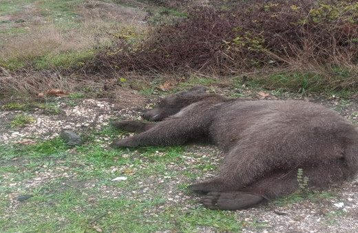 Bolu'da otomobilin çarptığı bozayı telef oldu, sürücü yaralandı