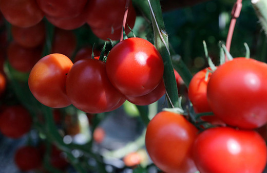 Bozkırın ortasına sera kurdu, 40 ton domates hasat etti!