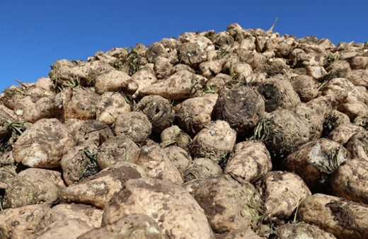 Yağışlar şeker pancarını vurdu, istenilen rekolteye ulaşılamadı!