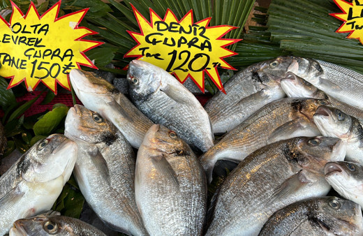 Karadeniz’de görülmeye başlayan palamut, Düzce’de tezgaha indi