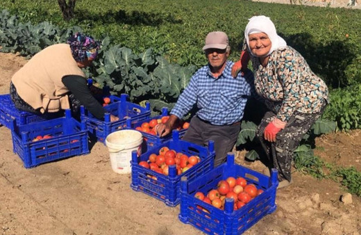 Domateste güz hasadı başladı ama üretici memnun değil!