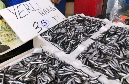 Karadeniz’de hamsi bolluğu devam ediyor!