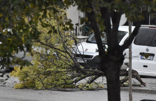 Denizli'de etkili olan fırtınada ağaçlar devrildi