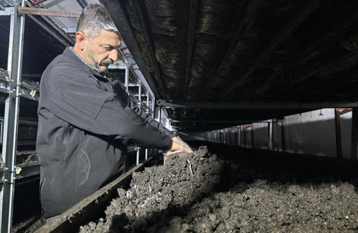 İstanbul'dan memleketine dönen bilişimci mantar üreticisi oldu!