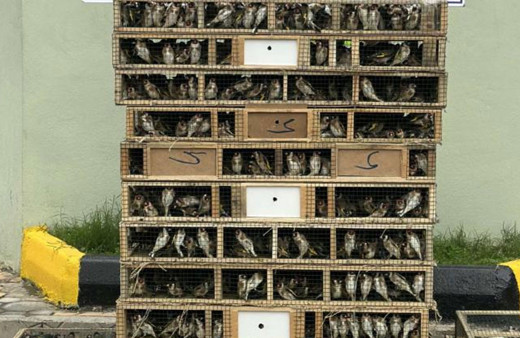 Hatay'da 4 bin saka kuşu ele geçirildi