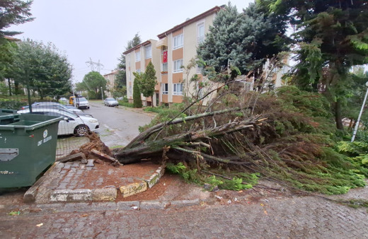 Meteoroloji uyarmıştı, Kocaeli'de şiddetli fırtına sebebiyle ağaçlar devrildi