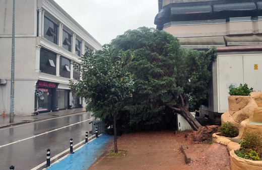 Sakarya'da fırtınada yerinden sökülen bir ağaç otomobilin üstüne devrildi