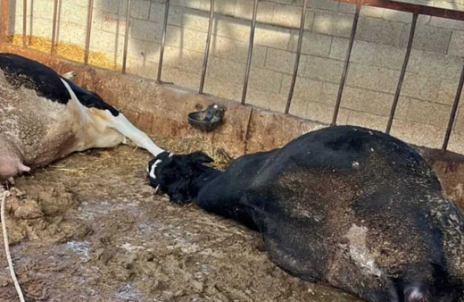 Niğde'de elektrik akımına kapılan 6 inek telef oldu