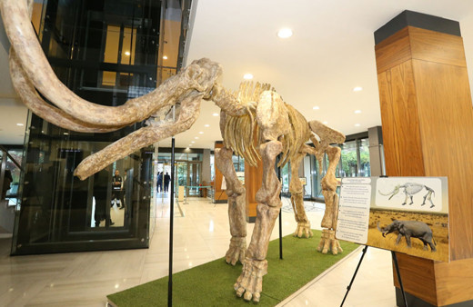 Kayseri'de 7,5 milyon yıllık fosiller sergilenecek!