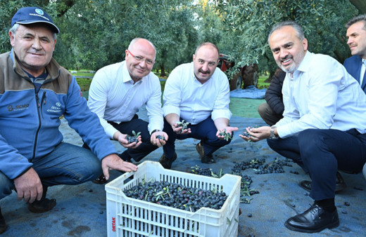 Bursa zeytininde hasat bereketi