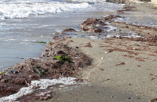 Tekirdağ'da lodos nedeniyle sahilde kırmızı yosun birikti!