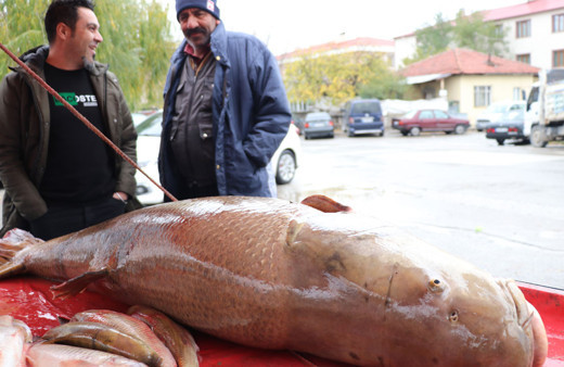 Erzincanlı balıkçı Karasu nehrinde yakaladı görenler şaşkına döndü