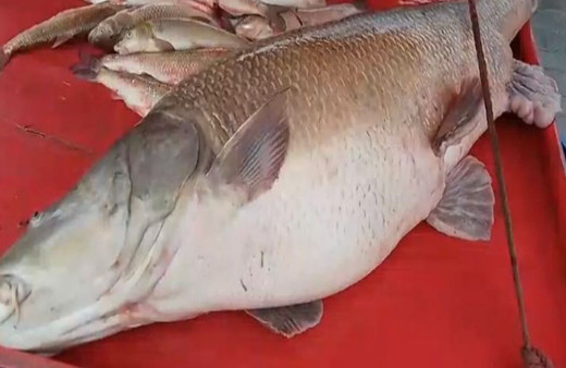 Erzincan'da Karasu Nehri'nde 110 kiloluk turna balığı oltaya takıldı