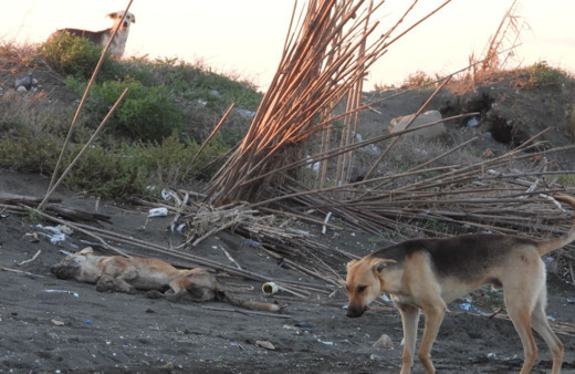 Hatay'da köpeği bilerek ezdi iddiası ortalığı ayağa kaldırdı