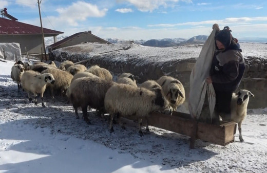 Muş’ta şiddetli kar yağışı sebebiyle besicilerin zorlu kış mesaisi başladı